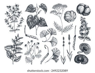 Mental health herbs and mushroom sketches. Hand-drawn vector illustrations. Healing plants, natural remedies, medicinal mushroom botanical artworks. NOT AI generated 