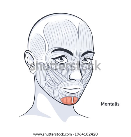 Mentalis. Facial muscles of the female. Detailed bright anatomy isolated on a white background vector illustration