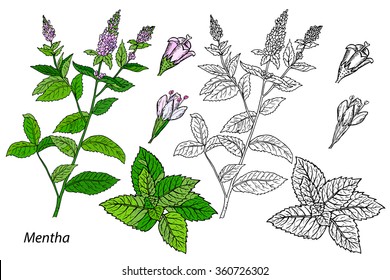 Mentha. Common Mint. Vector Mint Illustration. Hand Drawn Mint. Mint Branch.  Medicinal Plants