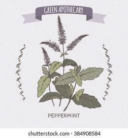 Mentha piperita aka peppermint color sketch. Green apothecary series. Great for traditional or Ayurvedic medicine design. 