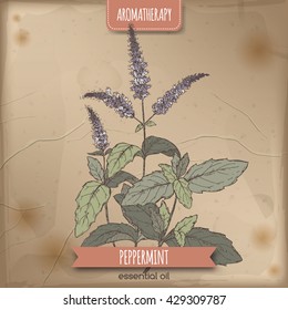 Mentha piperita aka peppermint color sketch on vintage background. Aromatherapy series. Great for traditional medicine, perfume design or gardening.