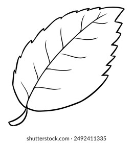 menthol leaf illustration hand drawn outline isolated vector