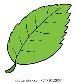 menthol leaf illustration hand drawn isolated vector
