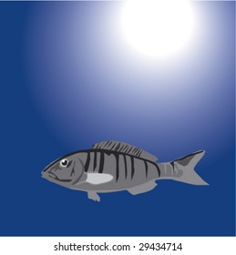 Ã?izgili Mercan from Turkish waters, Lithognathus Mormyrus, Marmorbrasse, Serranide Ou Bar, MÄ±rmÄ±r