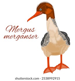 Mergus merganser duck young cute water bird  with colorful feathers watercolor vector illustration editable hand drawing
