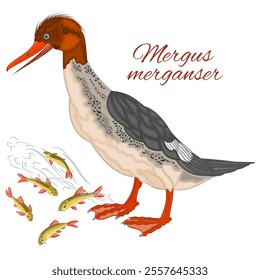 Mergus merganser duck young cute water bird  with colorful feathers and fish watercolor vector illustration editable hand drawing