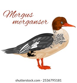 Mergus merganser young cute water bird duck with colorful feathers watercolor vector illustration editable hand drawing