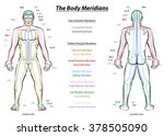 Meridian System Chart - Male body with principal and centerline acupuncture meridians - anterior and posterior view - Traditional Chinese Medicine - Isolated vector illustration on white background.