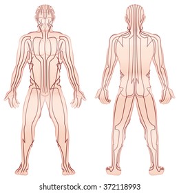 Meridians - meditating man with main acupuncture meridians - front view, back view - Isolated vector illustration on white background.