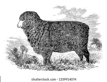 Merino Ewe is an economically influential breed of sheep prized for its wool vintage line drawing or engraving illustration.