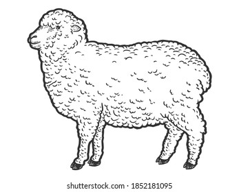 Merino farm animal. Engraving vector illustration. Sketch scratch board imitation.