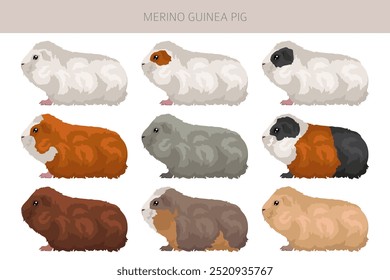 Merino Guinea pig clipart. All coat colors cavies set. Small Pet Rodents. Vector illustration