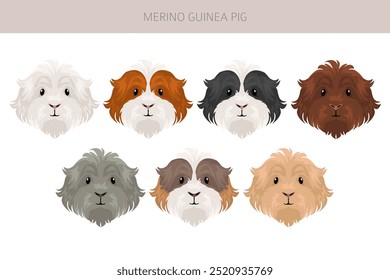 Merino Guinea, cobaia. Todas as cores do casaco cavies conjunto. Pequenos roedores de estimação. Ilustração vetorial