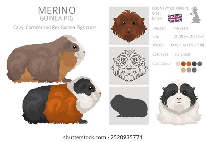 Clipart de conejillo de Indias Merino. Conjunto de cuevas de todos los colores de pelaje. Pequeños roedores mascota. Ilustración vectorial