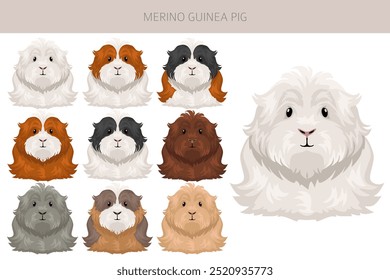 Merino Guinea pig clipart. All coat colors cavies set. Small Pet Rodents. Vector illustration