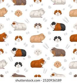 Merino Guinea pig seamless pattern. All coat colors cavies set. Small Pet Rodents. Vector illustration