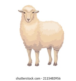 Merino sheep. Farm animal, ewe vector illustration cartoon style.