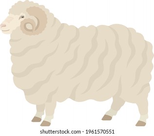 Merino sheep Ram Farm animals Flat vector illustration Isolated object set