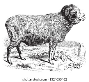 Merinos Aries sheep, vintage engraved illustration. 