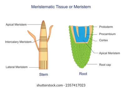 El tejido medular o el meristemo, es el tejido vegetal responsable del crecimiento y diferenciación, que se encuentra en las puntas de los tallos y las raíces.