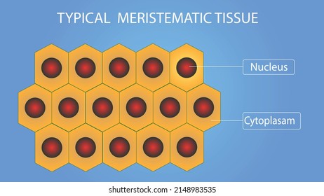 Meristematic tissues are actively  continuously dividing tissues. These are mainly involved in increasing length and girth of plant.