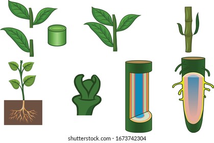 Meristematic tissues are found in all growing tips and nodes of plant parts like stems, roots and branches.