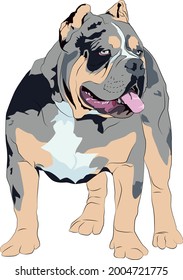 Merle Bully (American Bully) Illustration