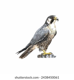 merlin eagle icon, for bird lovers or hobbyist design, simple design