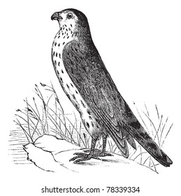 Merlin or Pigeon Hawk or Falco columbarius, vintage engraving. Old engraved illustration of Merlin or Pigeon Hawk. Trousset Encyclopedia