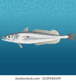 Merluccius Carpensis Fish Vector Image