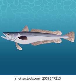 Merluccius Paradoxus Fish Vector Image