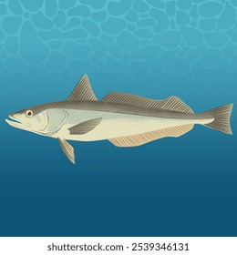 Merluccius Productus Fish Vector Image