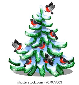 Merry bullfinches sit on a snowy spruce isolated on white background. Sample of Christmas and New year greeting card, festive poster or party invitations. Vector cartoon close-up illustration.
