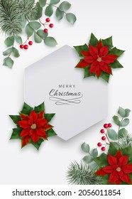 Merry Christmas background with Christmas star flowers, eucalyptus and fir branches on a white backdrop. Poinsettia flowers top view