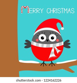 Merry Christmas. Bullfinch winter red feather bird sitting on tree branch. Santa hat, gray scarf. Greeting card. Candy cane. Cute cartoon baby character Flat design Blue background Vector illustration