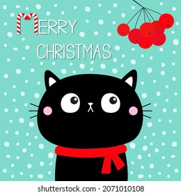 Merry Christmas. Candy cane. Cat kitten head face looks up to rowan berry. Red scarf. Cute cartoon kawaii character. Pet baby collection. Xmas Greeting card. Flat design. Blue snow background. Vector