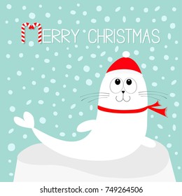 Merry Christmas Candy cane text. White Sea lion. Harp seal pup lying on iceberg ice. Red santa hat, scarf. Cute cartoon character Baby animal collection Winter snow flake background Flat design Vector
