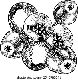 Composiciones de Feliz Navidad. Vector EPS 10 ramas de acebo y bayas aisladas sobre fondo blanco en estilo dibujado a mano. Elementos gráficos, feliz Navidad, dibujo de bayas, dibujo de líneas.