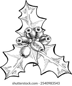 Composiciones de Feliz Navidad. Vector EPS 10 ramas de acebo y bayas aisladas sobre fondo blanco en estilo dibujado a mano. Elementos gráficos, feliz Navidad, dibujo de bayas, dibujo de líneas.