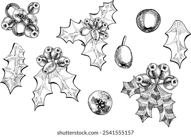 Merry christmas compositions. Vector EPS 10 holly branches and berries isolated on white background at hand drawn style. . Holly leaves. Hand painted outline illustration for invitation, pack, card