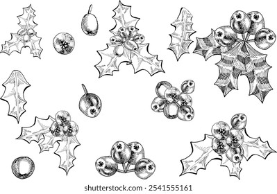 Merry christmas compositions. Vector EPS 10 holly branches and berries isolated on white background at hand drawn style. . Holly leaves. Hand painted outline illustration for invitation, pack, card