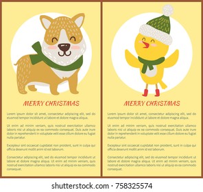 Merry Christmas congratulation set of posters with chicken and dog dressed in scarf and hat. Vector illustration with congratulations from cute animals