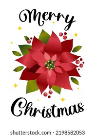 Merry Christmas. Euphorbia is the most beautiful or poinsettia. Vertical festive new year banner with white background. Vector.