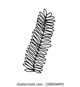 Merry Christmas and Happy New Year doodle decoration. Hand drawn fir branch vector illustration. Fluffy fir tree branch isolated on white background. Line art style illustration for decoration.