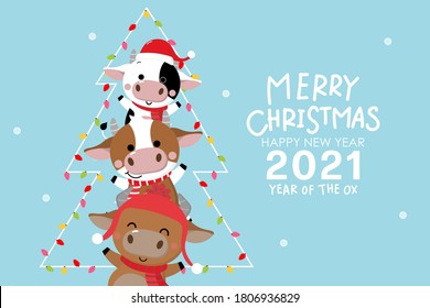 Merry Christmas and happy new year 2021. The year of the ox. The male cow and bull wear red winter costume. Animal holidays cartoon character. -Vector