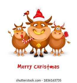 Merry Christmas and Happy New Year 2021 greeting design with cartoon funny bulls. Bulls are decorated with christmas decor. Vector illustration. Isolated on white background.