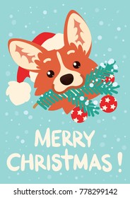 Merry Christmas and Happy New Year! Cute Corgi dog in Santa hat with Christmas tree branch in mouth. Vector illustration of Welsh Corgi head in flat cartoon style on blue background with snow. Card.