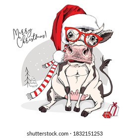 Merry Christmas and New year card. Sitting smiling cow in the red scarf and Santa's hat with the gifts. Humor t-shirt composition, meme, hand drawn style print. Vector illustration.