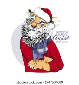 Merry Christmas and New year card. Tiger in the red Santa's costume with the scarf. T-shirt composition, hand drawn style print. Vector illustration.