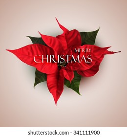 Merry Christmas. Vector Holiday Illustration Of Poinsettia Flowers